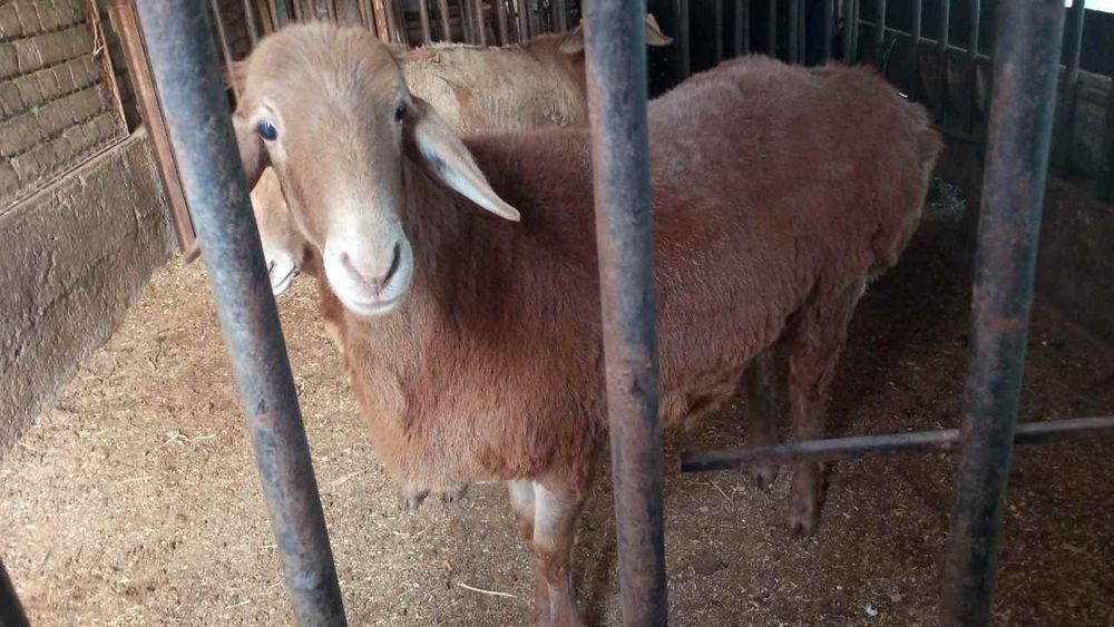 Uyda boqilgan qoylar sotiladi