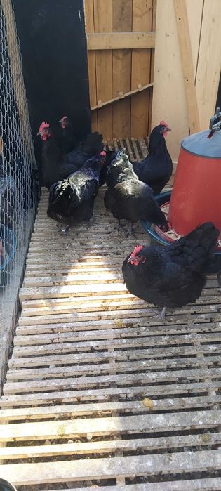 Oua pentru incubat, puisori de AUSTRALORP și cocoși