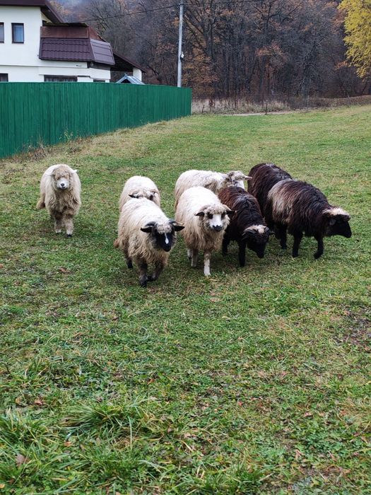 Cârlani de vânzare