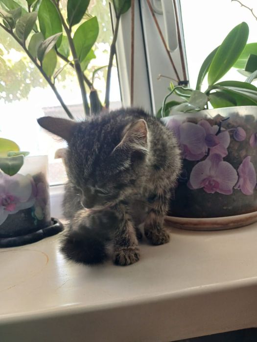 Котенок девочка 1,5 мес