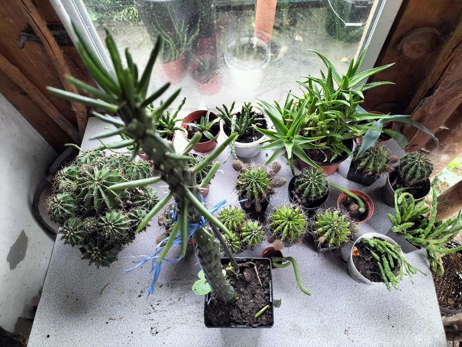 vand suculente din surplusul meu