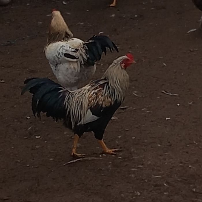 Cocosi frumoși de vânzare