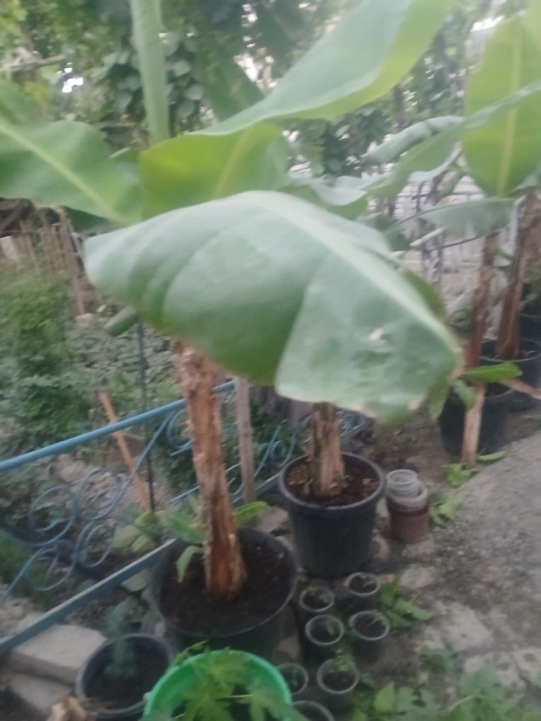 Banan ko‘chatlari sotiladi