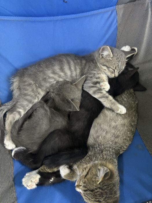 Отдам в добрые руки