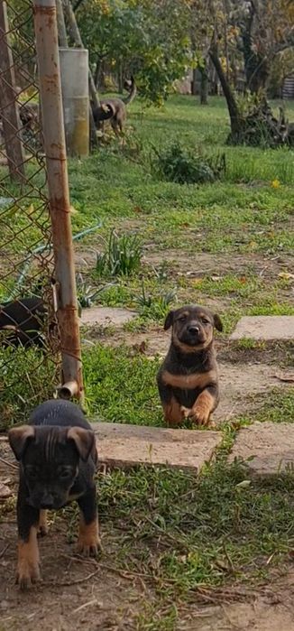 Подарявам Кученца , останаха ми 2 бр