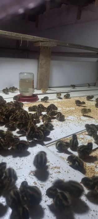 Bedana jojalari  yapon manjor jo'jalari sotiladi