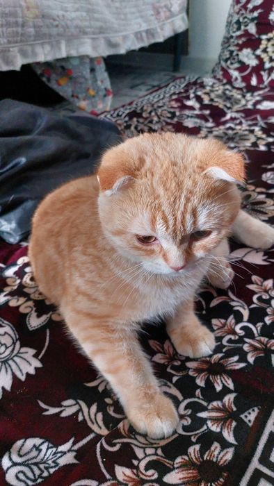 Britanskaya zolotistaya shinshilla fold