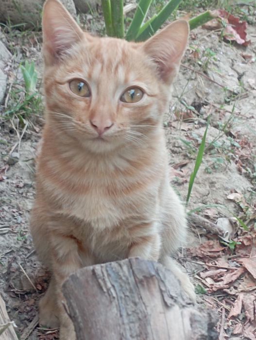 Отдам даром мальчика