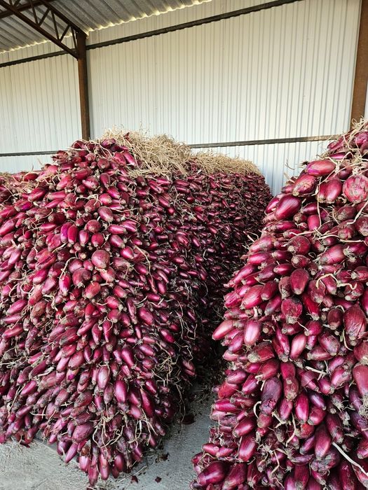 Vând ceapa roșie de apa