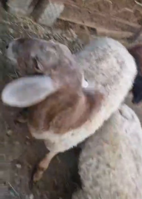 Қошқар бір жасар