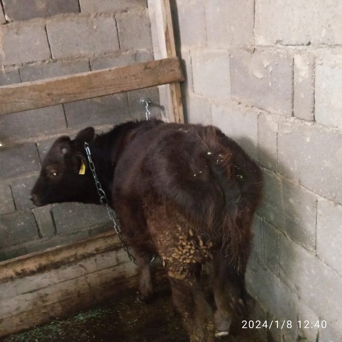 Продам Бычка по клички Тигор