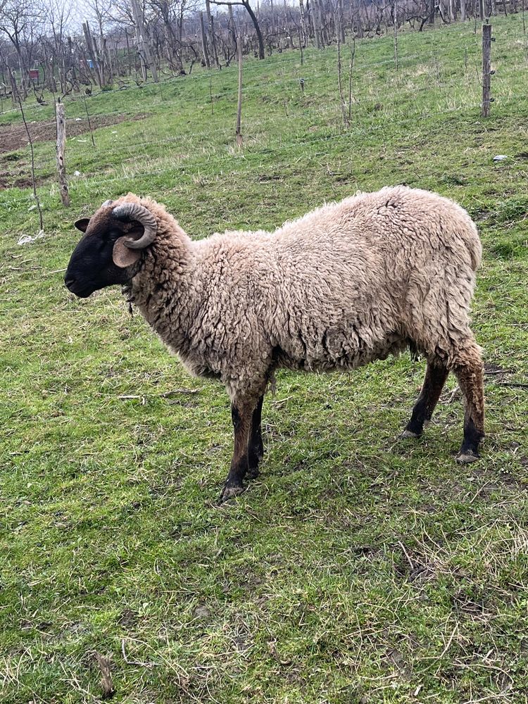 Vand Berbecut sau schimb cu mieluta merinos