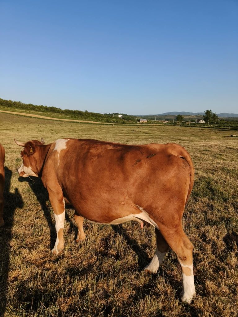 Vand vaca de 4ani