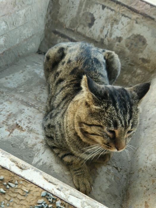 MUSHUK Juda oĝir va yoqim toy