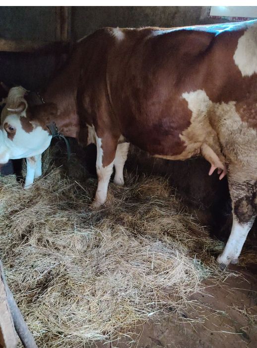 Vacă de vânzare! Bălțata românească, de 3 ani!