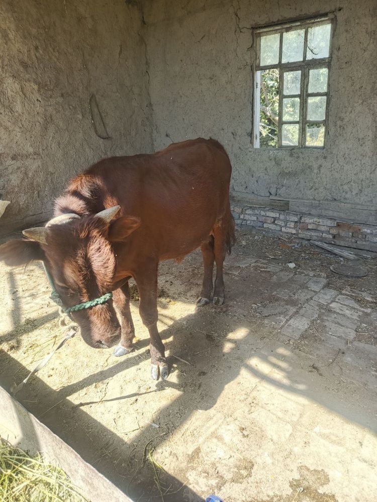 Buqacha sotiladi yeb ichishi zo’r
