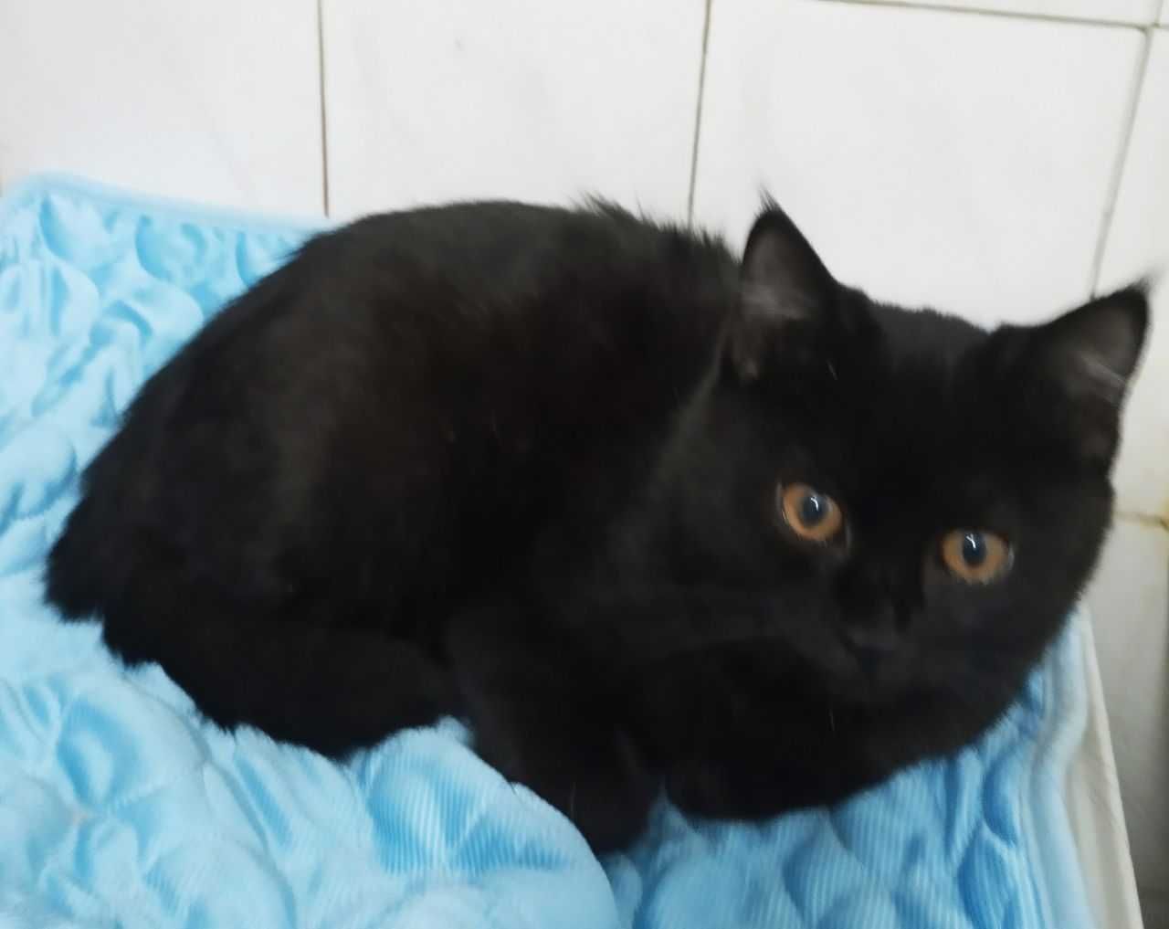 Котята в добрые руки. смотрите другие объявления автора