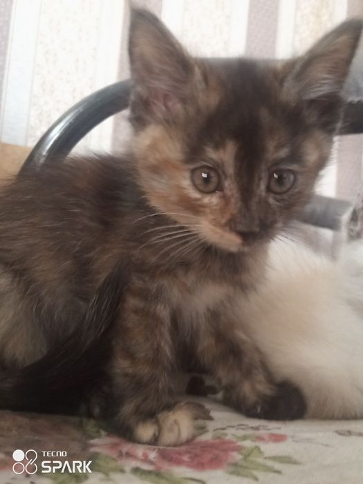 Черепаховая кошка