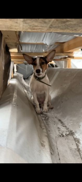 Ищу дом собачке девочке