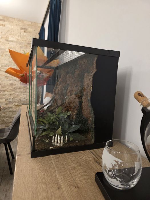 Terariu  pentru reptile
