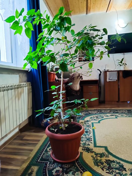 Продам китайскую розу 150 см