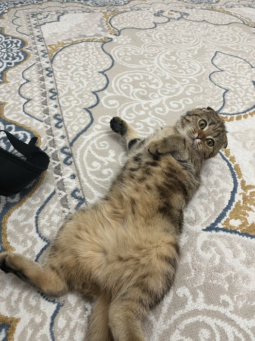 Ищем кота для вязки