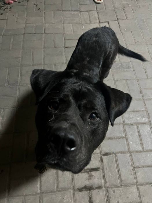 Отдам смесь лабрадора и Стаффорда