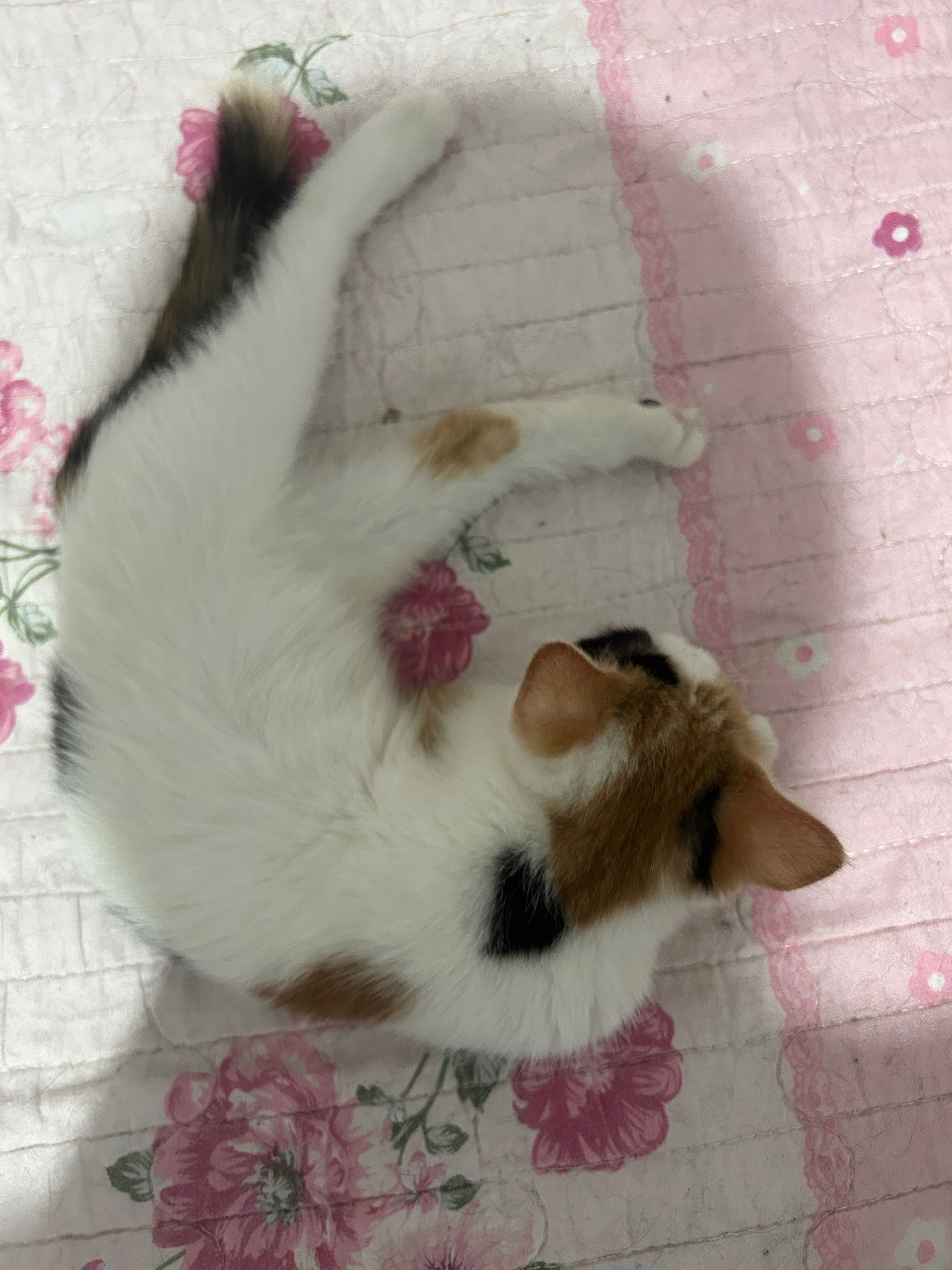 Домашние котята в добрые руки!