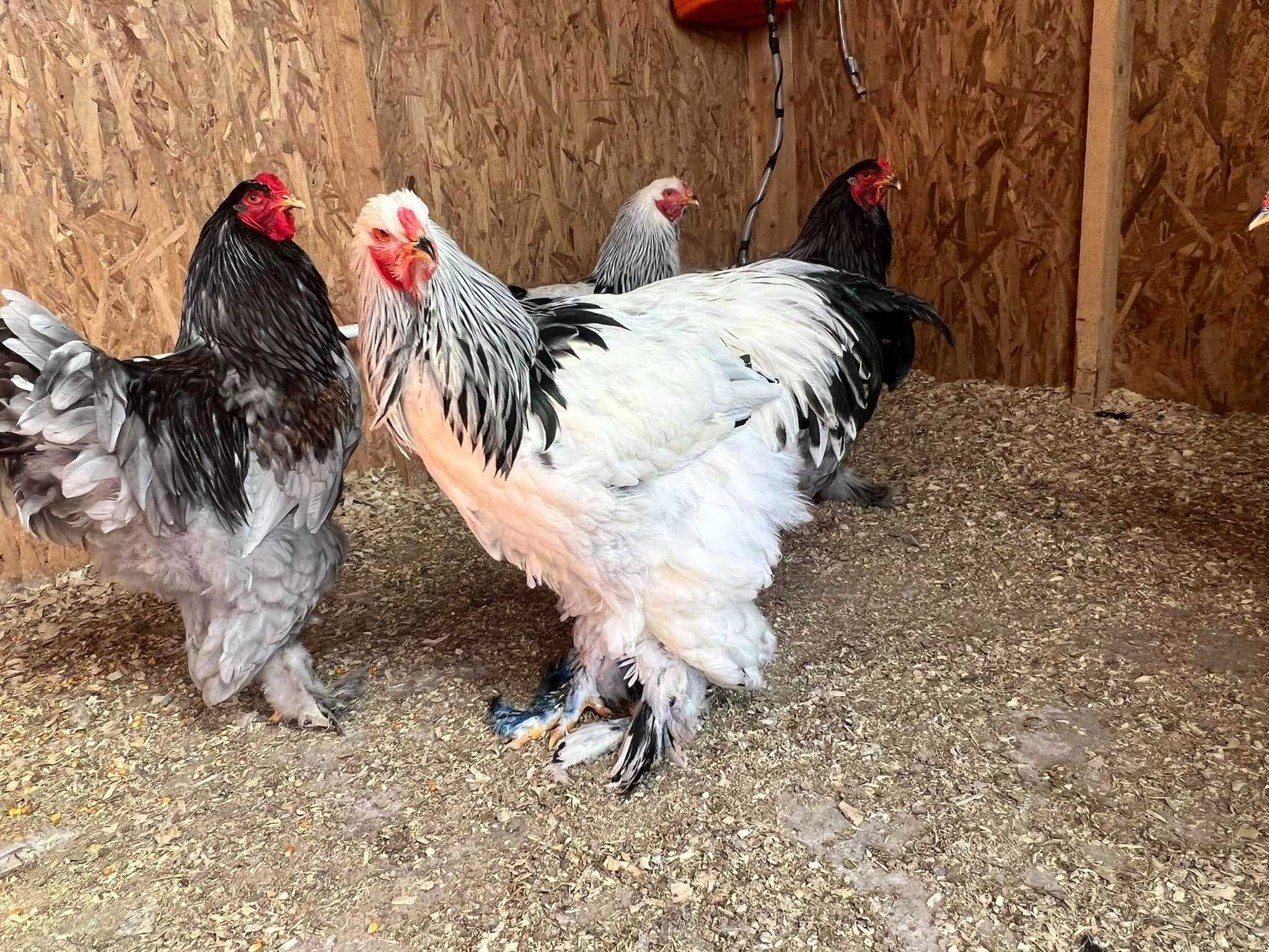 Cocosi Brahma HD Albastru Gold Potarnichiu Cochinchina Urias bobat