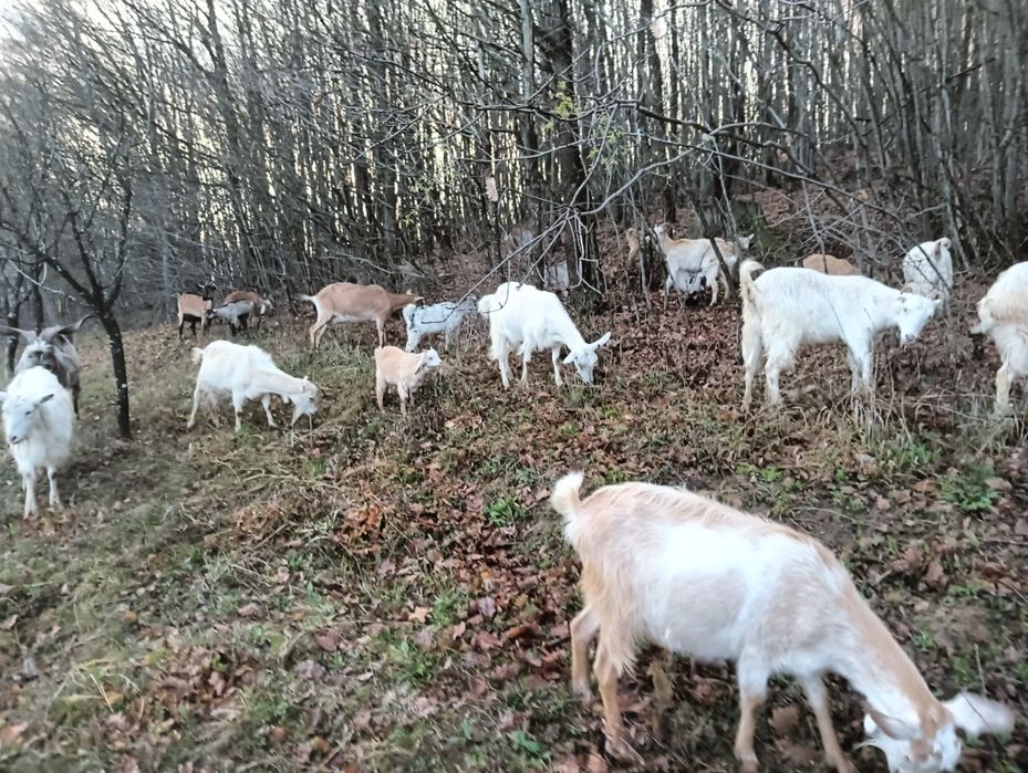 Vând țap de doi ani rasa nubian bun de prăsilă, sau schimb, vând iezi