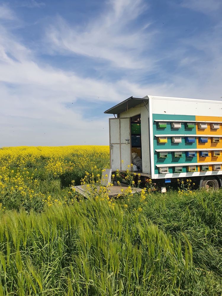 Vand camion apicol populat cu 30 de familii de albine