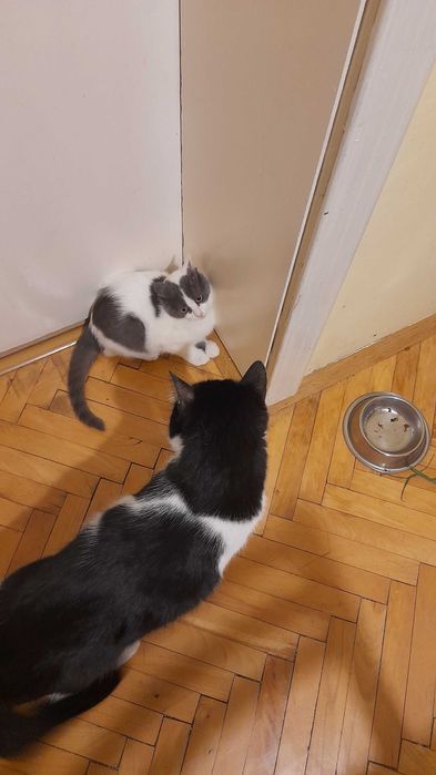 Кая и Мони търсят дом