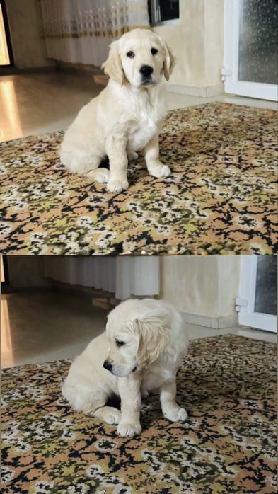 Caine golden retriver