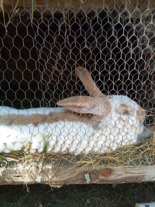 Vind iepuri fluture german