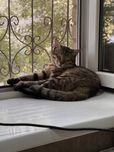 Отдам кота в добрые руки