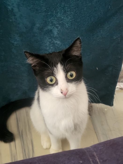 Отдам котёнка подростка