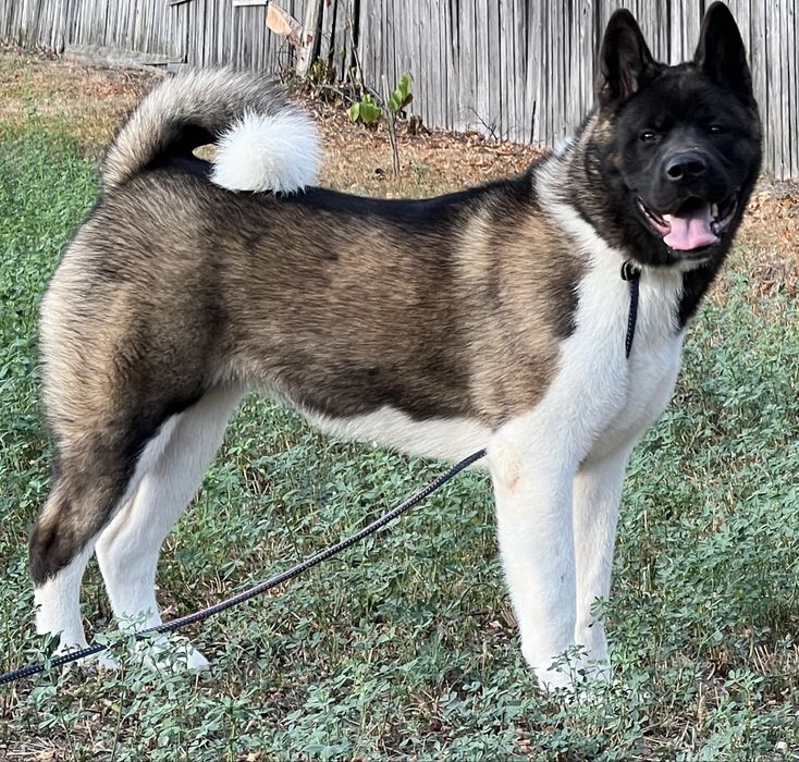 American akita cu pedigree