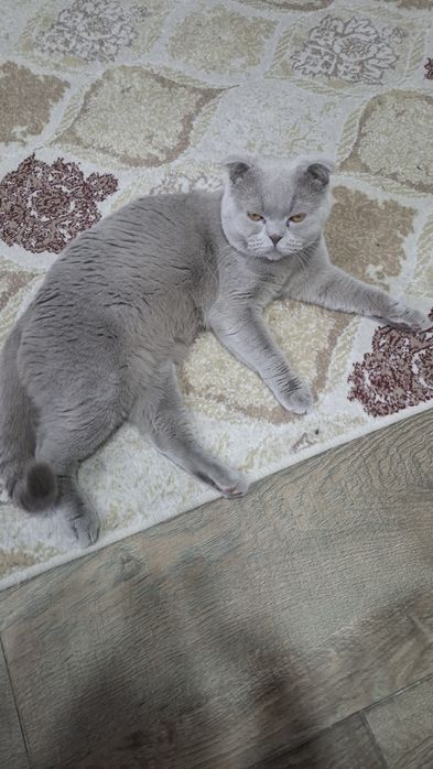 Кот для разведения!!!