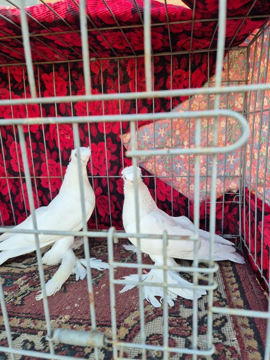 Голуби духчеви сатылады