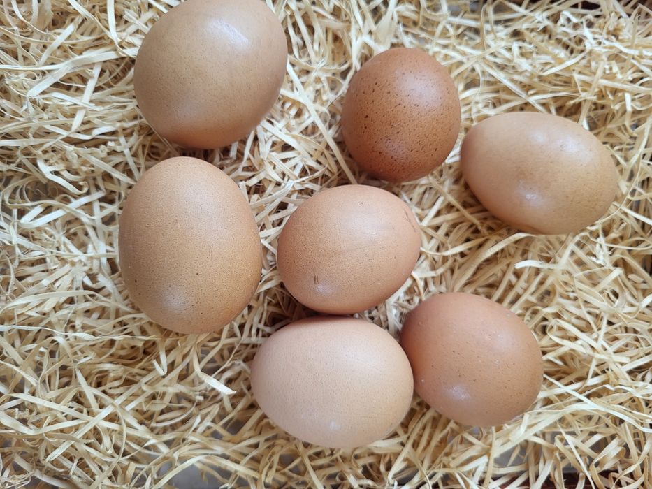 Ouă de găină producător local