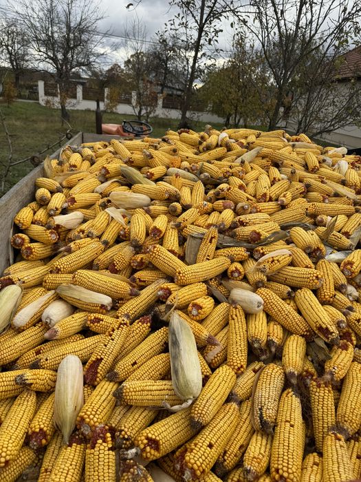 Vand porumb stiulete 2025