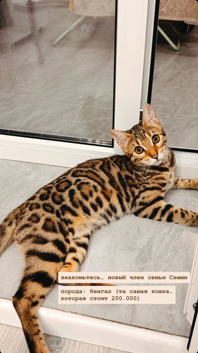 Котенок Бенгал.