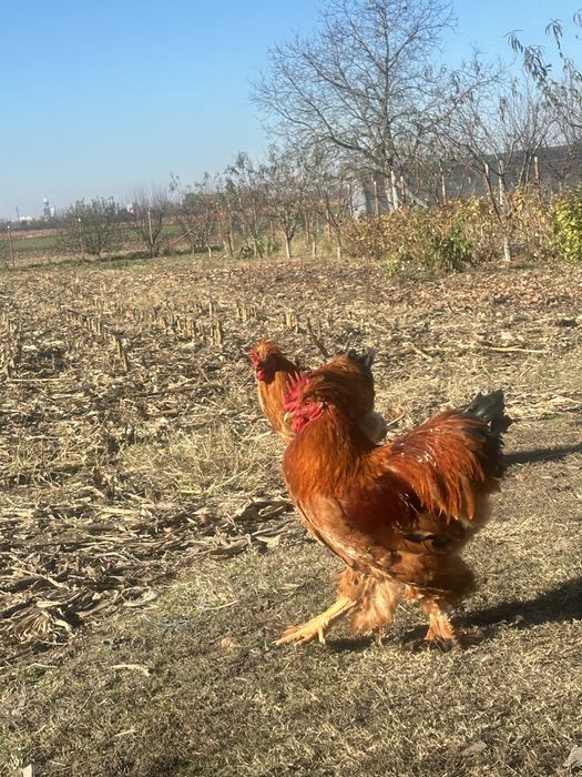 Cocosii cu mot si incaltati