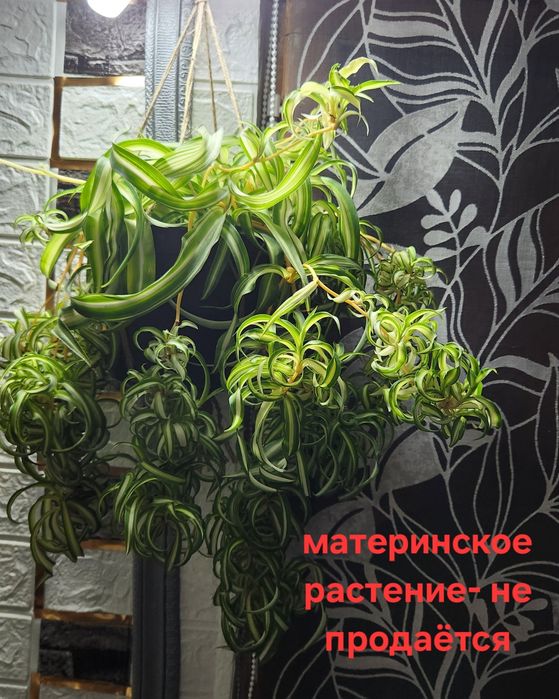 Продам Chlorophytum comosum 'Bonnie'