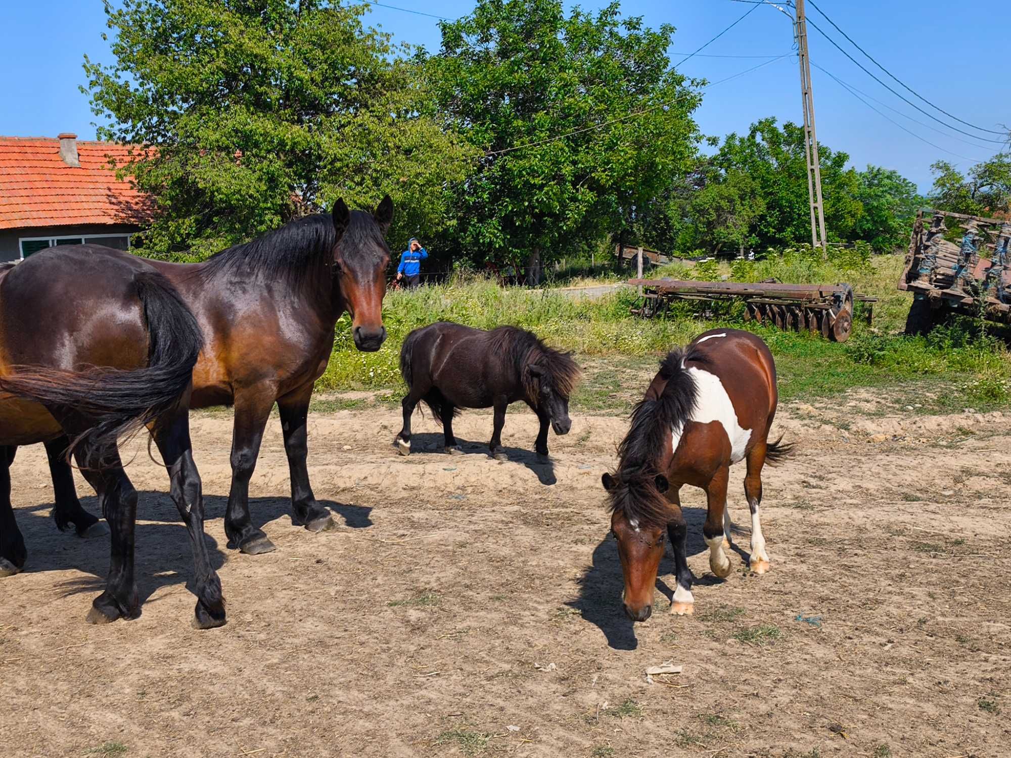 Vând 2 mânze și un ponei