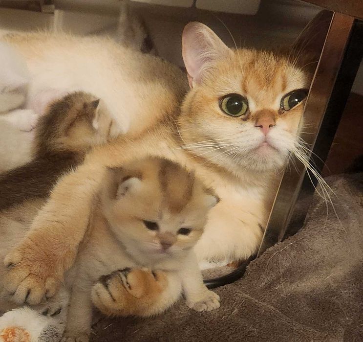British Shorthair Golden cu pedigree
