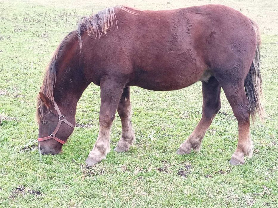 Vând mânz 1 an și 4 luni
