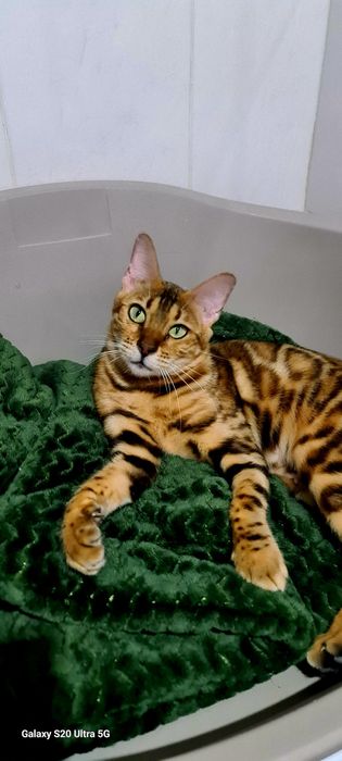 Минилеопард у вас дома!