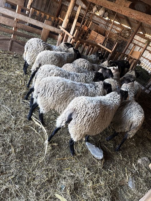 Mieluțe gestante rasa romanov