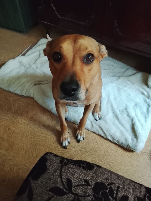 Adopție câine Amstafi cucitură